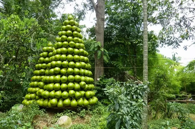 vườn bưởi căng mộng đẹp mắt, ngon miệng ở Làng Bưởi Tân Triều