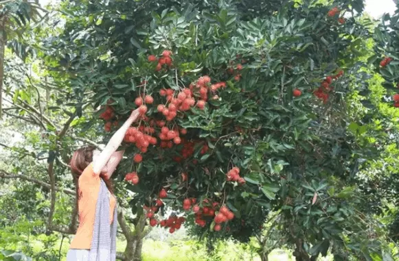 Vườn trái cây Long Khánh