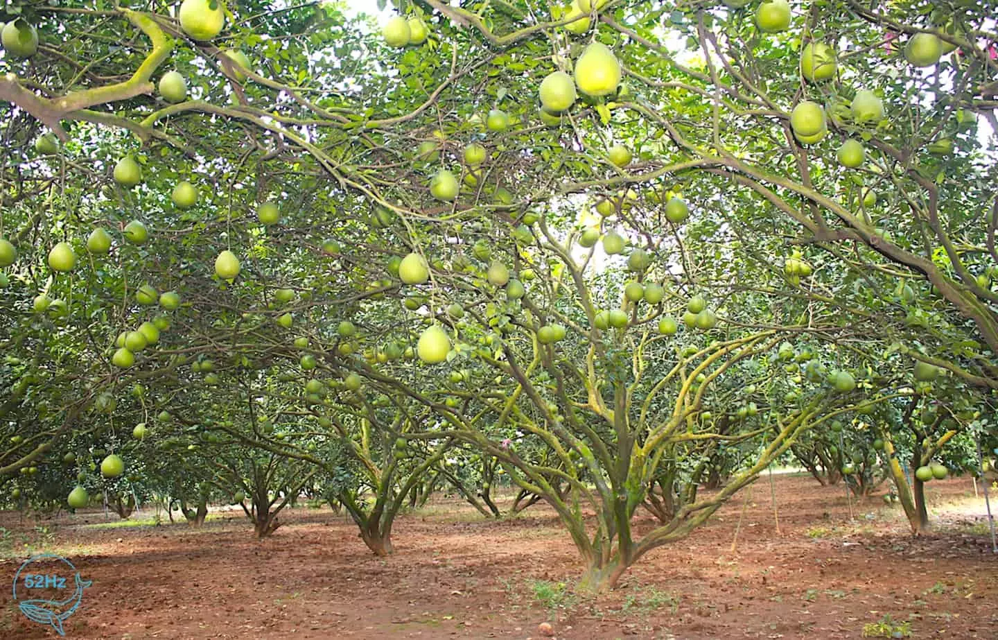 Làng bưởi tân triều