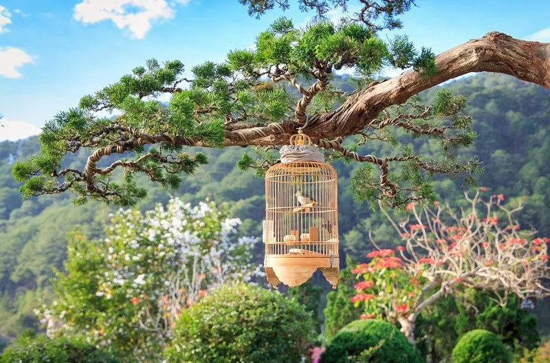 Khu vườn bonsai lá kim ở QUE Garden