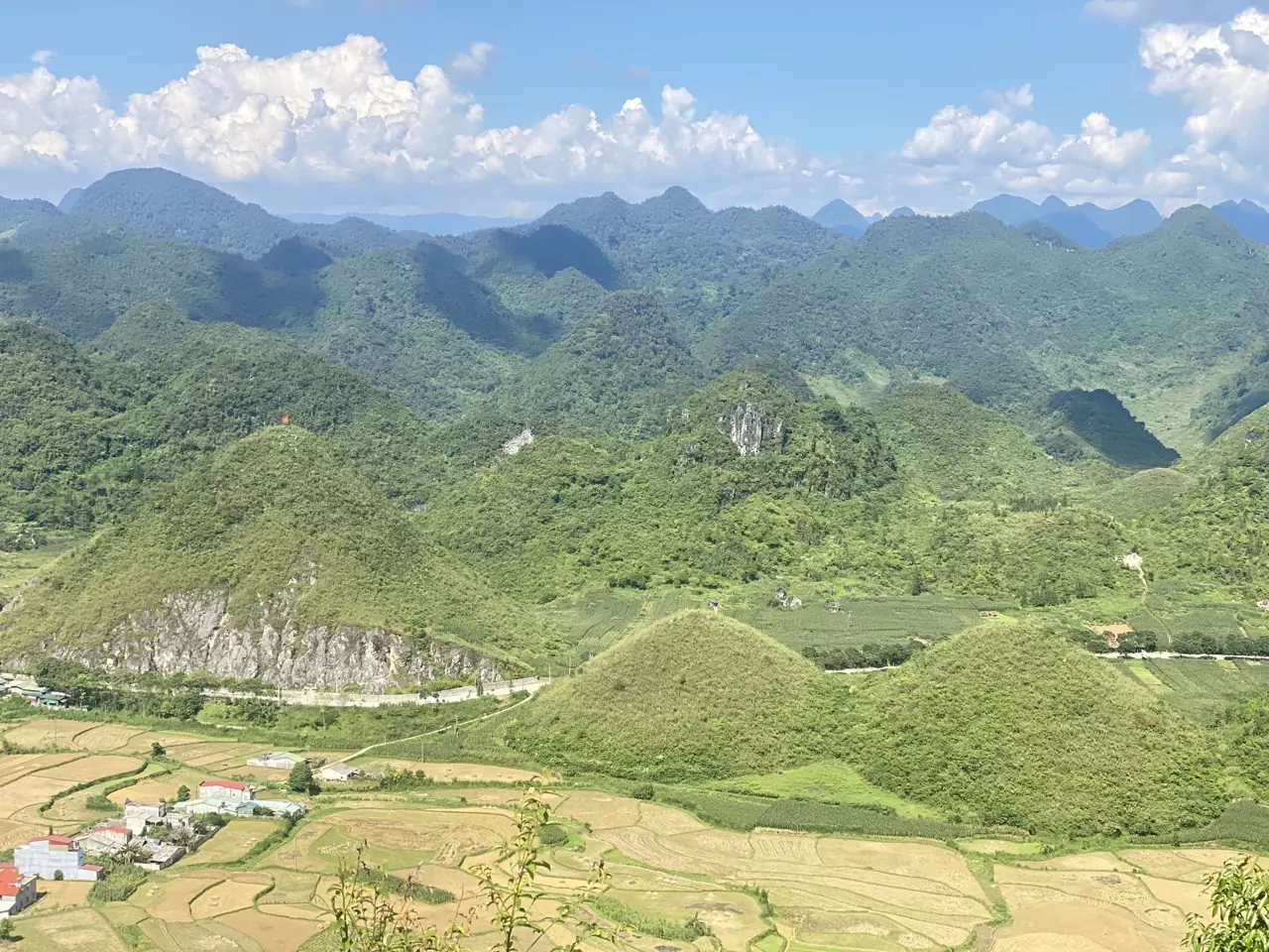 Hoa Tam Giác Mạch