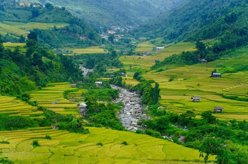 Trải nghiệm "săn" mùa vàng Sapa