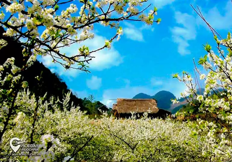 tour du lịch sapa