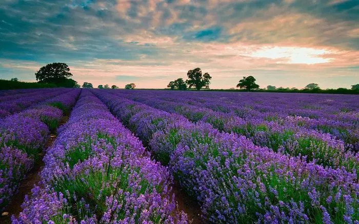 Hoa Lavender - Đà Lạt Tháng 4