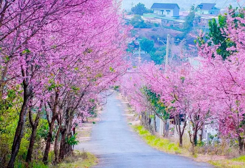 Mùa mai anh Đào