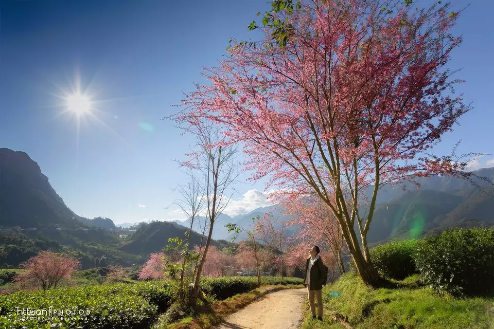 Khung cảnh vô cùng lãng mạn tại đồi chè Ô Long. Hình: Hoàng Trọng Tuấn