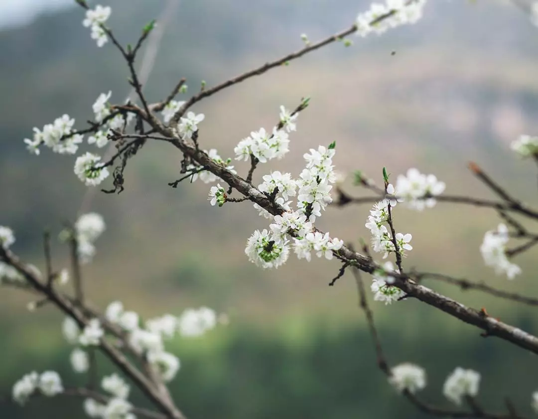 Du lịch Sapa