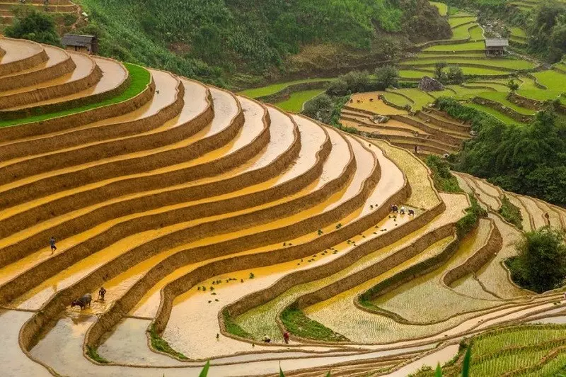 Ruộng bậc thang Sapa