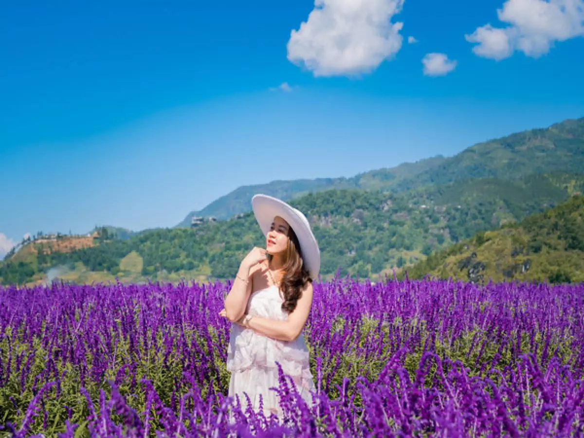 Cánh đồng hoa Lavender