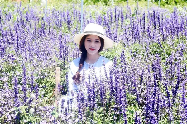 Cánh đồng hoa Lavender Đà Lạt