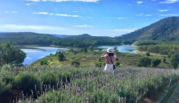 Cánh đồng hoa lavender hồ Tuyền Lâm