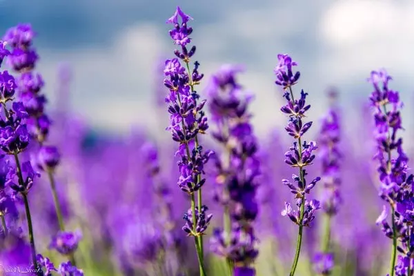 cánh đồng hoa lavender đà lạt