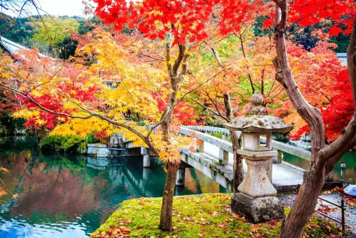 Khung cảnh cây cối chuyển sắc đỏ sắc vàng tại Kyoto