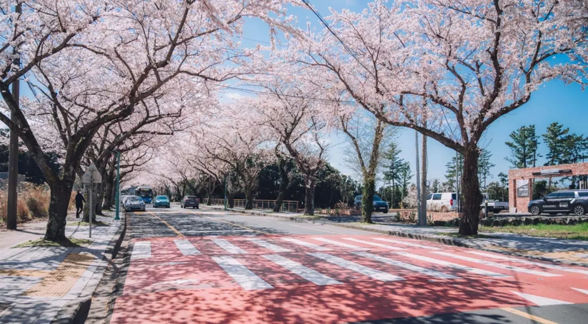 Cherry blossoms are a beautiful sight during spring at Jeju Island.