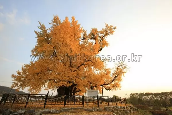 Tour du lịch Hàn Quốc tháng 10