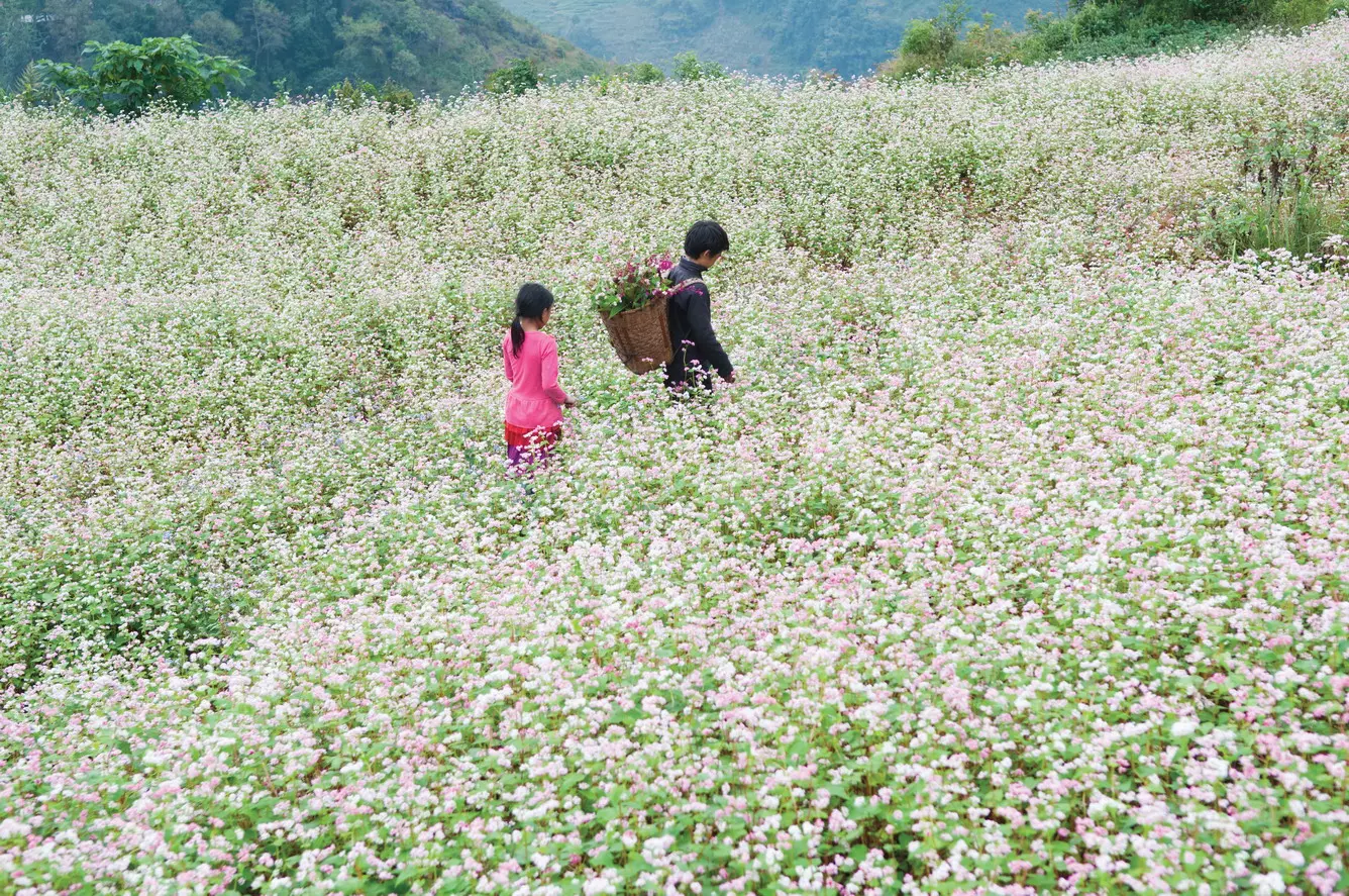 Đẹp ngỡ ngàng mùa hoa tam giác mạch