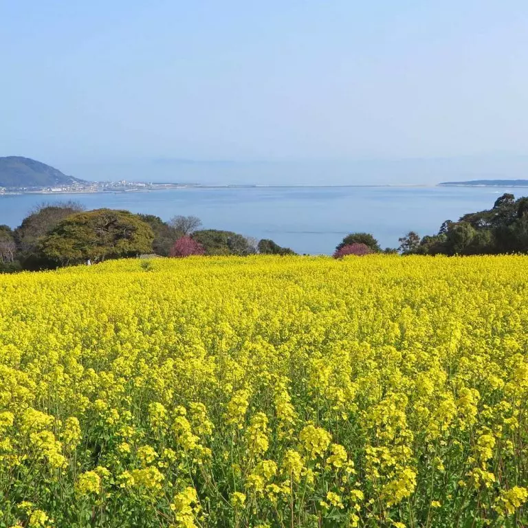 Bảo tàng Fukuoka