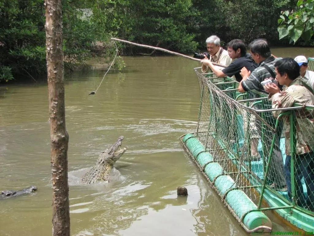 Cá sấu tại khu du lịch Vàm Sát