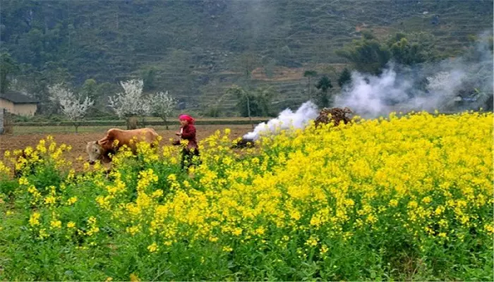 Du lịch Mộc Châu 2 ngày 1 đêm