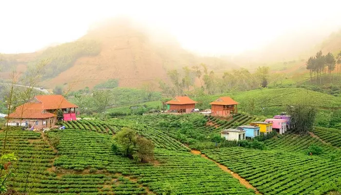 Tour Mộc Châu 2 ngày 1 đêm