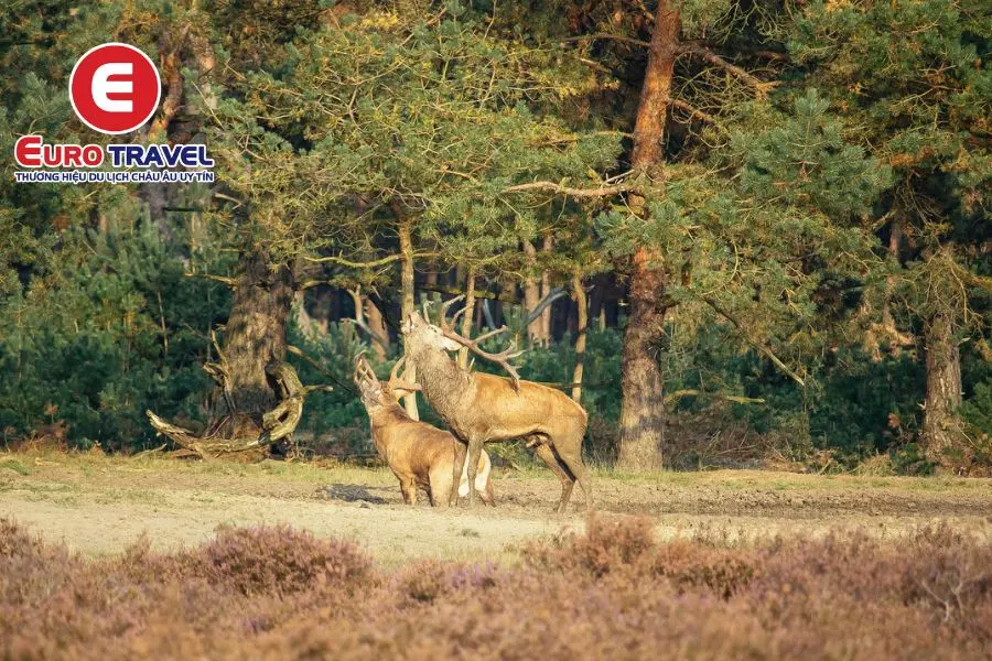 Công viên quốc gia Hoge Veluwe trong kinh nghiệm du lịch Hà Lan