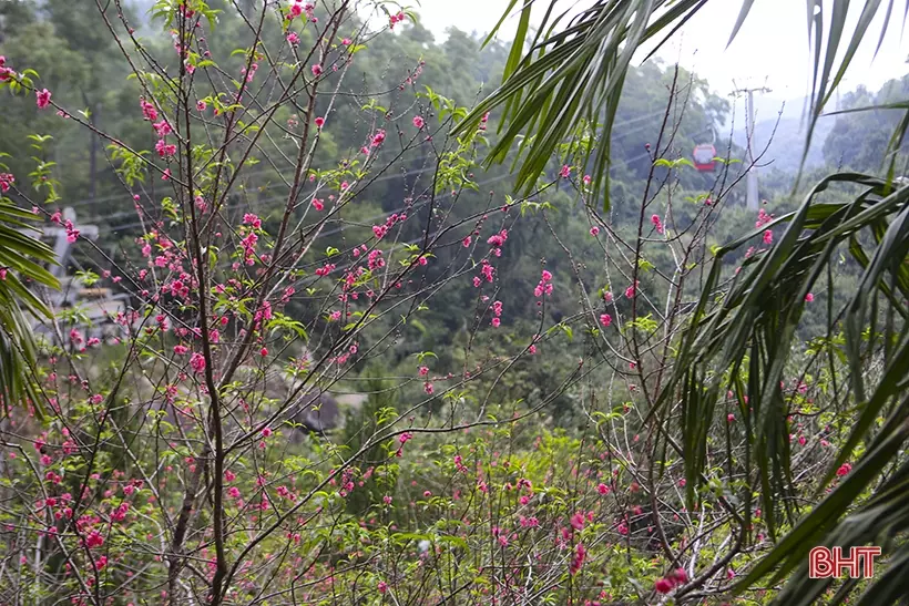 Cây đào trong khuôn viên chùa Hương Tích