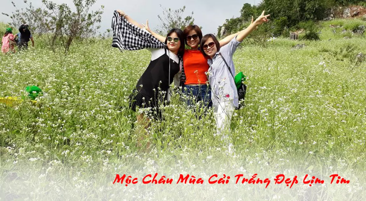 du lịch mộc châu mùa cải trắng đẹp lịm tim