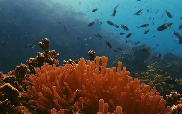 Đảo San Hô Coral