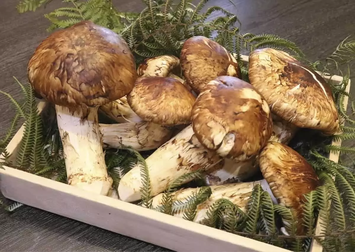 Nấm Matsutake - loại nguyên liệu quý hiếm, giàu dinh dưỡng được người Nhật yêu thích