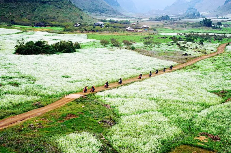 Kinh nghiệm du lịch Mộc Châu nên tới đây vào mùa hoa cải trắng