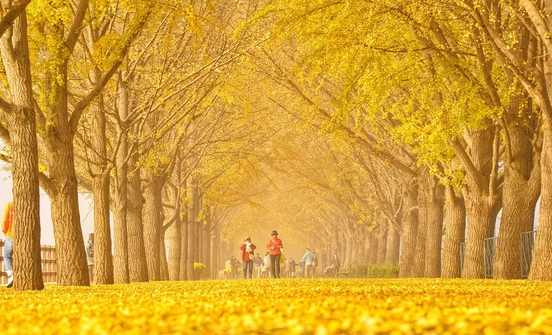 Đường cây Asan Gingko