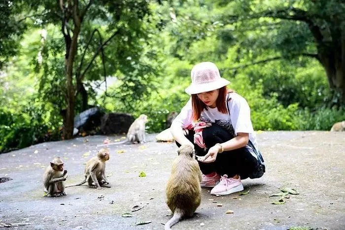 Những chú khỉ sinh sống tại đảo Khỉ