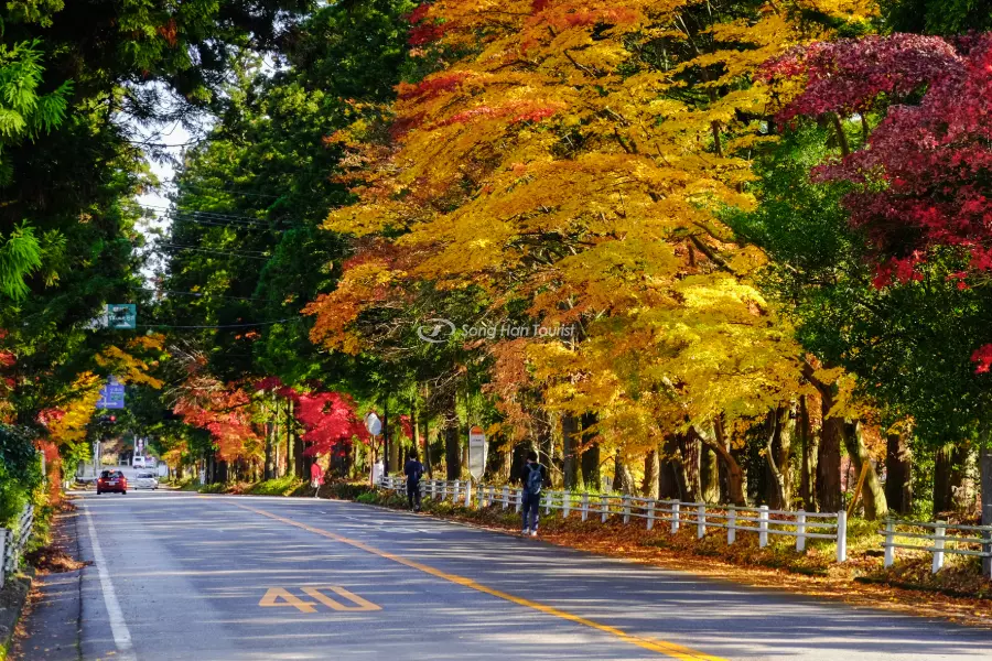 Mùa thu - thời điểm lý tưởng để đến Nhật
