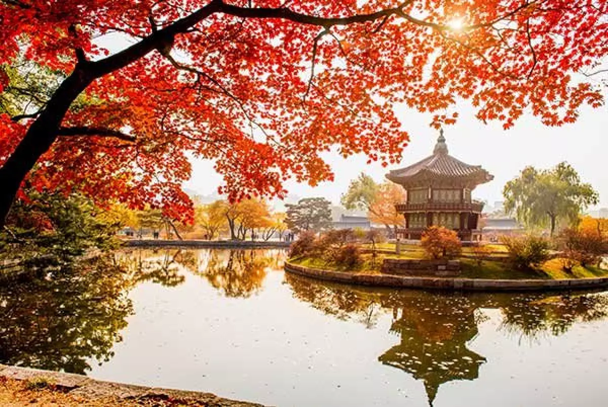 Cung dien Gyeongbok mua thu la do vang - Tour du lich Han Quoc