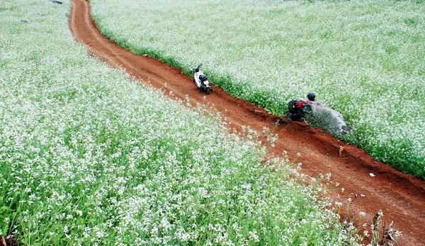 Rừng Thông Bản Áng Mộc Châu