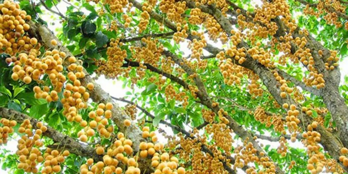 Trái cây tại vườn Quê Ta Tân Phú