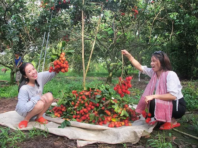 Chôm chôm chín mọng tại vườn Bảo Thạch