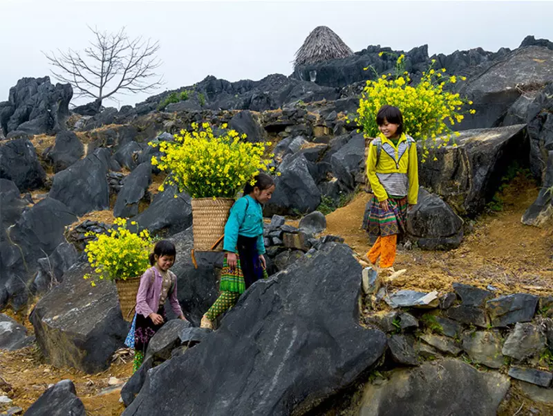 Hoa cải Đồng Văn