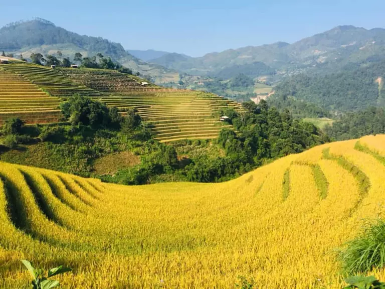 Những thửa ruộng bậc thang phủ lên màu vàng