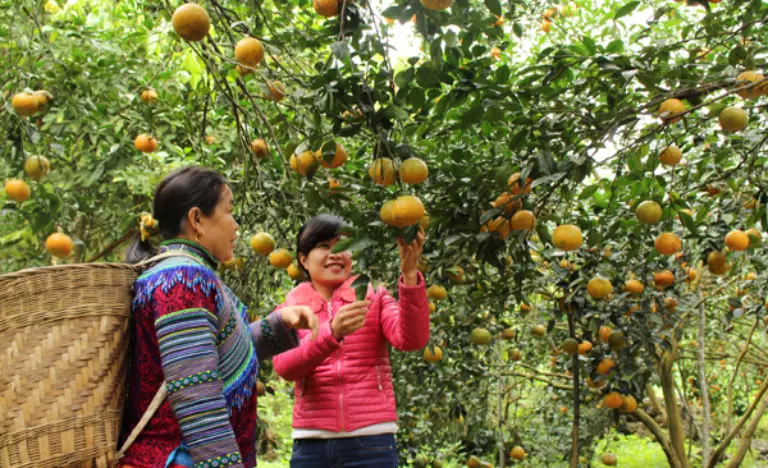 Du khách có thể mua cam về làm quà sau chuyến du lịch Hà Giang của mình