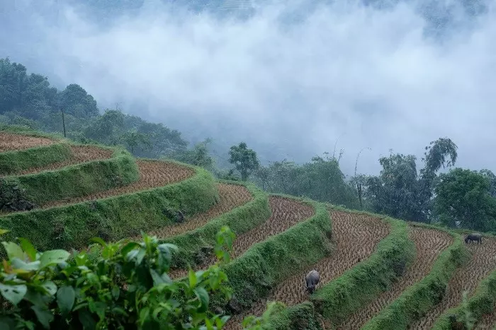 Ruộng bậc thang Chế Cu Nha