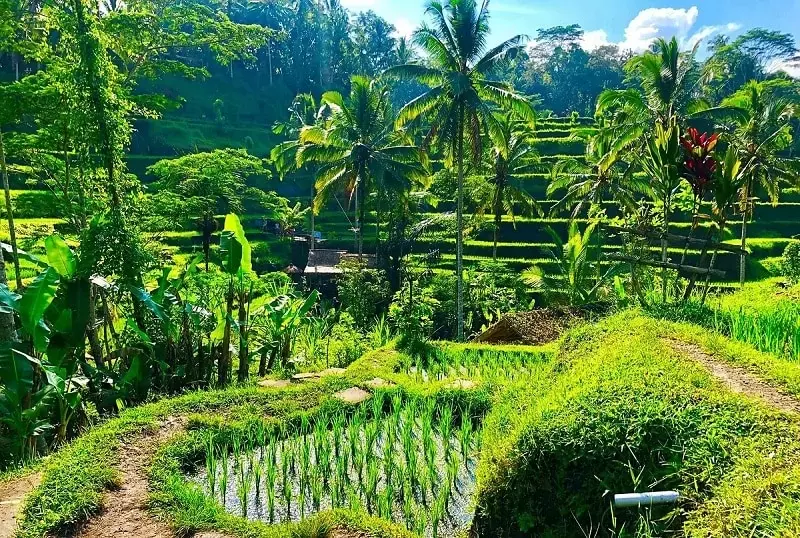 Vườn thú Bali