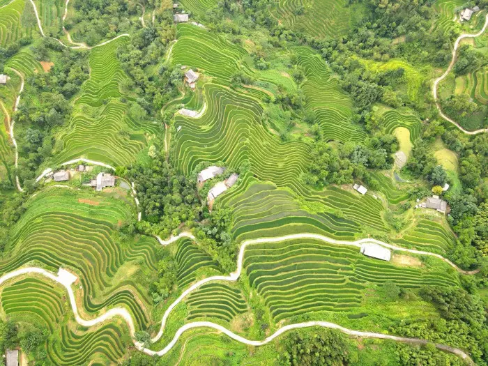 ruộng bậc thang Hoàng Su Phì