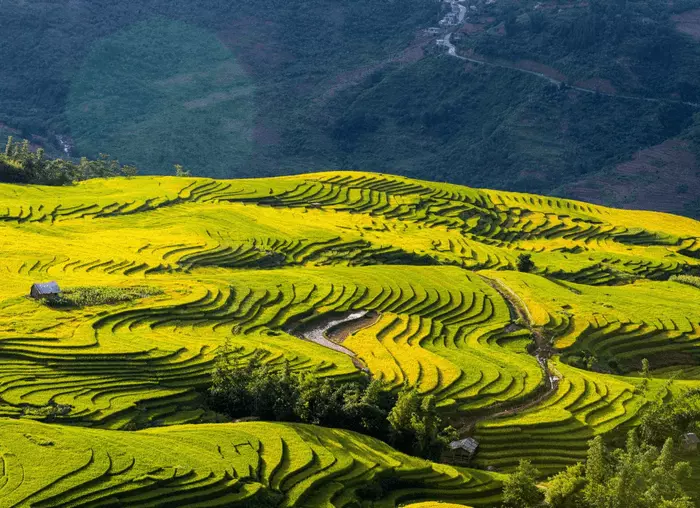 ruộng bậc thang Y Tý lào cai