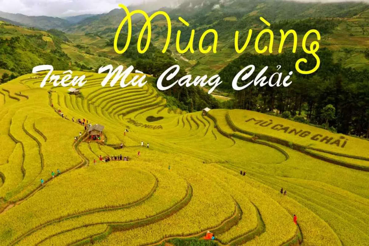 Tour Mù Cang Chải mùa lúa chín tuyệt đẹp