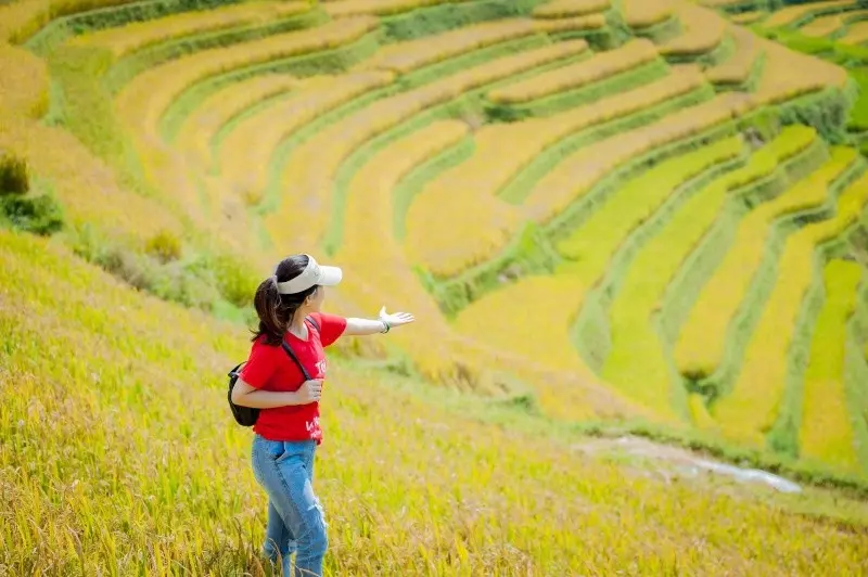 Ngắm nhìn thửa ruộng bậc thang vàng óng