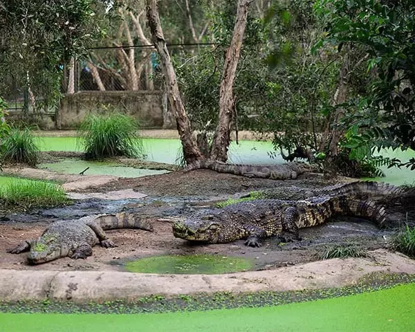 Ngắm nhìn không gian tại làng Cá Sấu