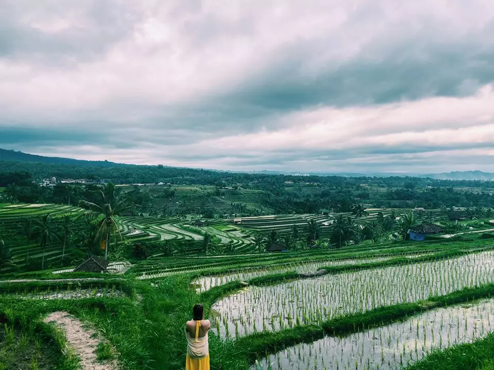 Ruộng bậc thang ở Bali vào tháng 1