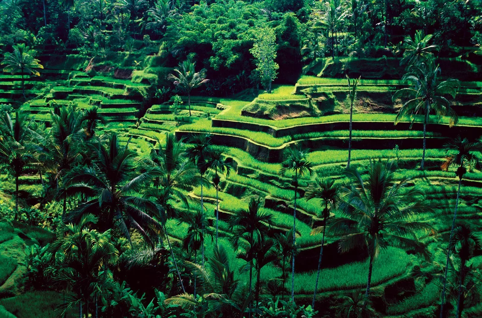 Ubud