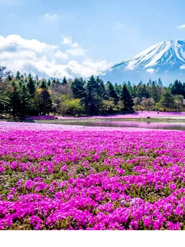   Du lịch Nhật Bản: Hành trình thú vị từ Hà Nội đến Tokyo và Núi Phú Sĩ